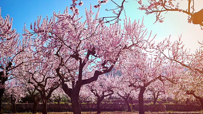Aquí la Tierra - Los almendros en flor del municipio de Oria