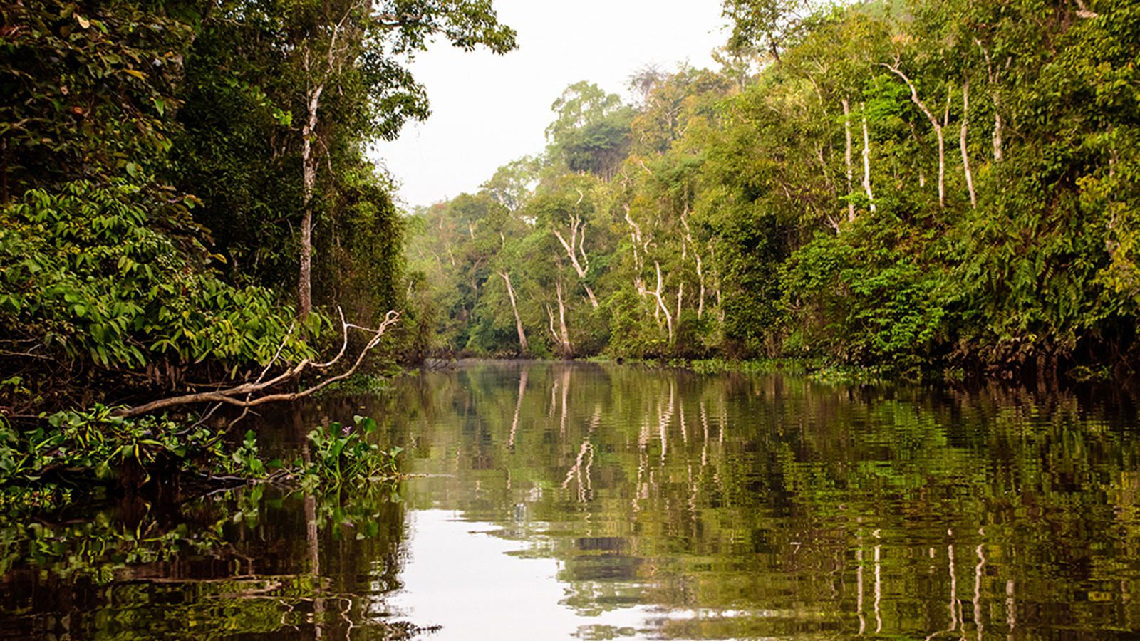 Grandes documentales - El reino secreto de Borneo: El rey del pantano - ver ahora