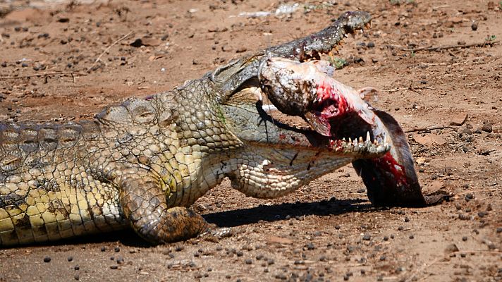 Somos Documentales - Encuentros extraños en la sabana