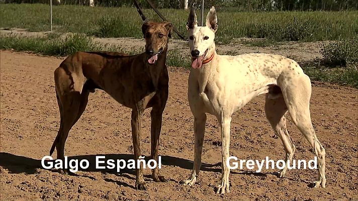 Jara y sedal - Galgos en recta
