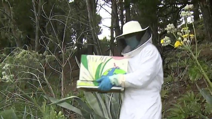 Telediario 1 - 'Apadrina una abeja', un año de miel por proteger la especie