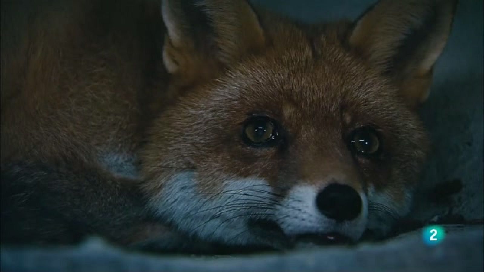 Grans Documentals - Selves ancestrals. Borneo