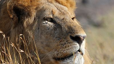 Somos documentales - Sonidos de la Naturaleza - ver ahora