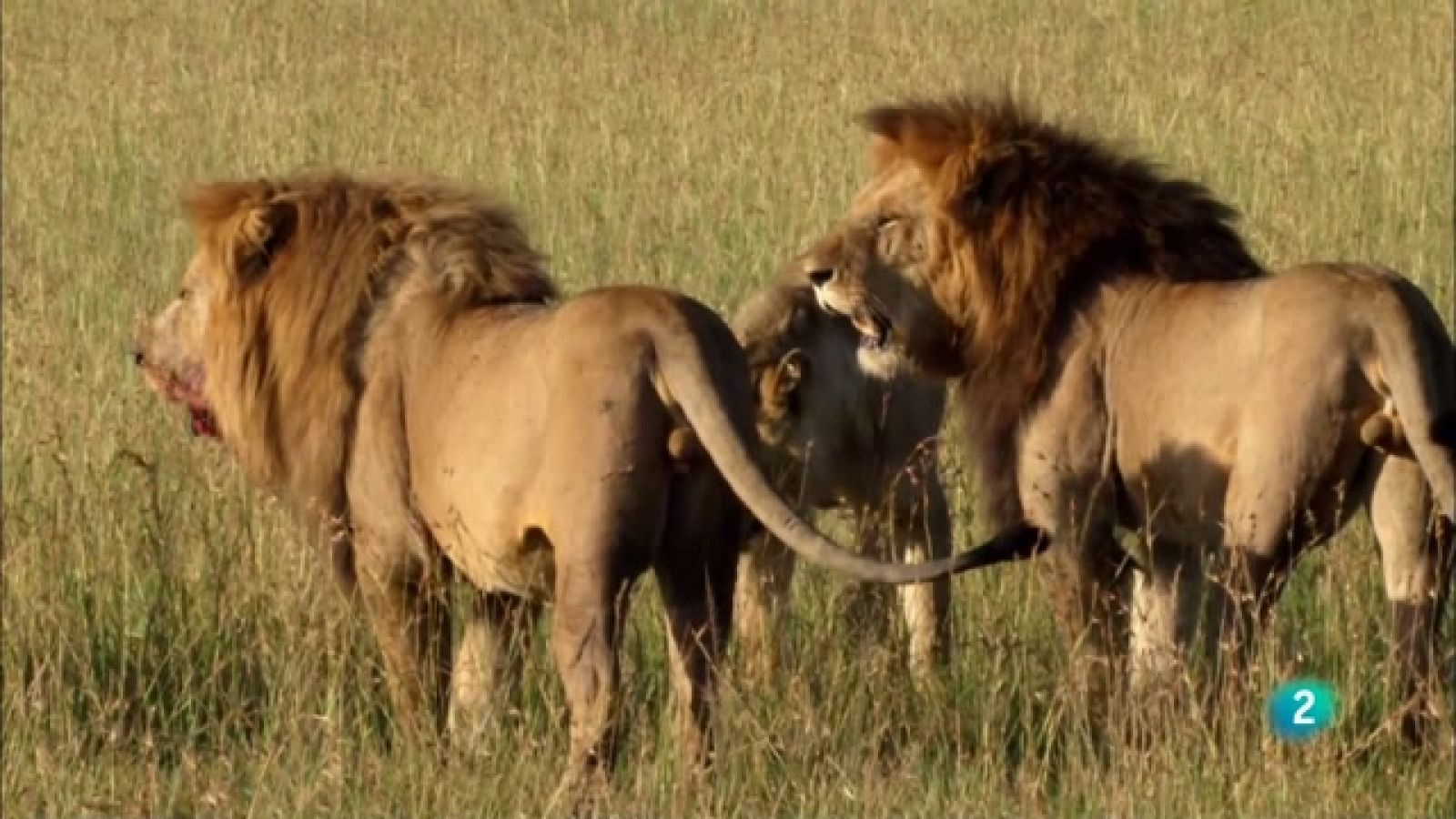 Grans Documentals - Sons de la natura