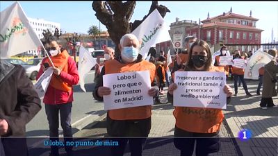 Os gandeiros protestan pola protecci�n especial do lobo