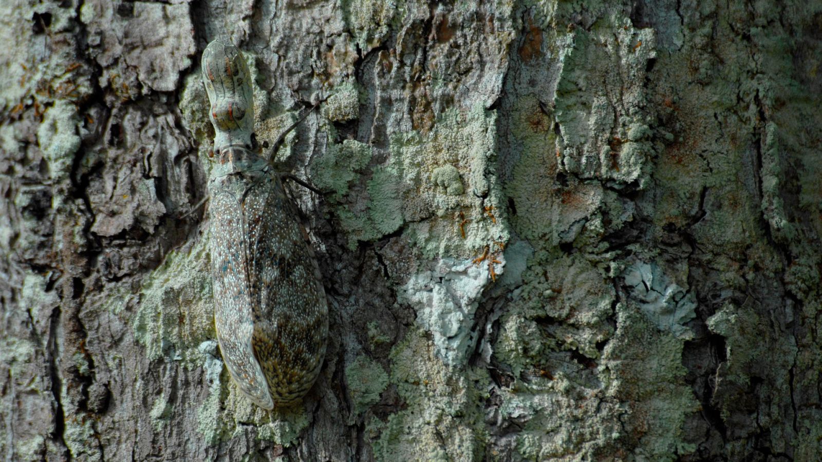 Somos documentales - El mundo de los insectos - ver ahora