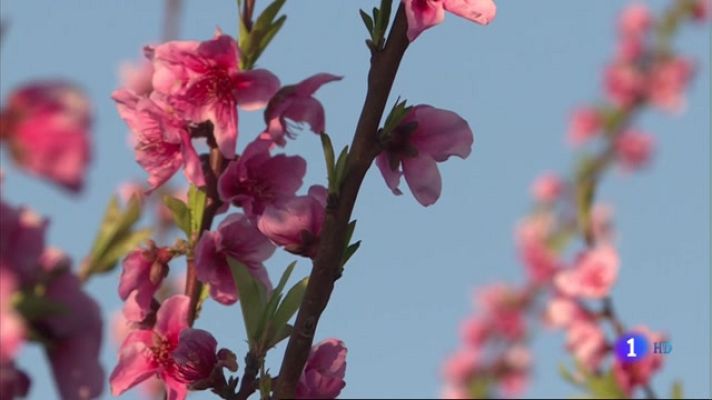 Noticias de Extremadura - Valdelacalzada en flor