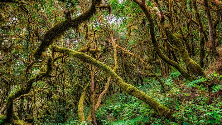 La inmensa tierra - Bosques