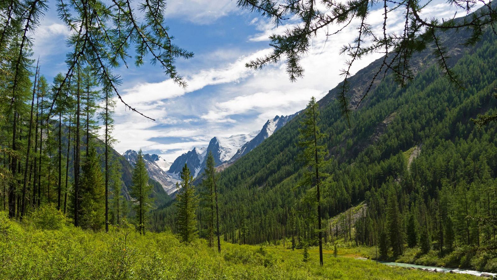 Planeta selva - Episodio 6: El bosque infinito: Taiga - ver ahora