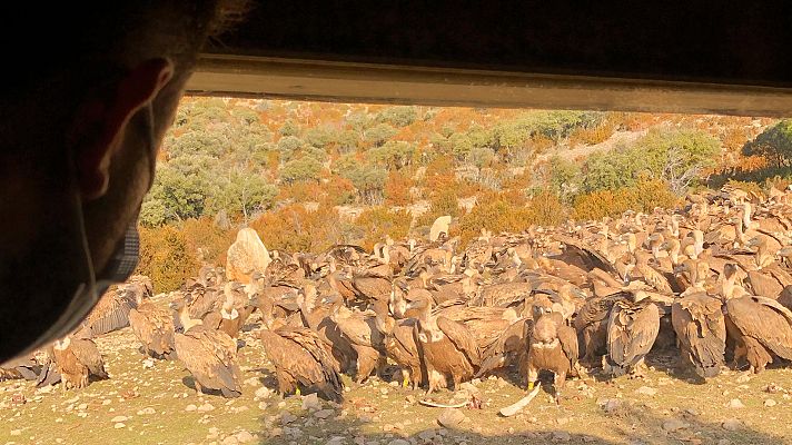 El escarabajo verde - Muere y deja vivir