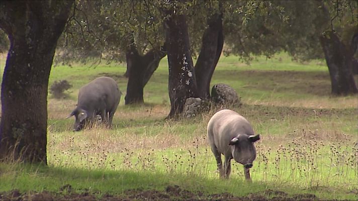 Agrosfera - Agrosfera - 13/03/21