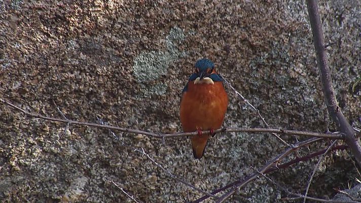Los Image Catchers - El Martín pescado