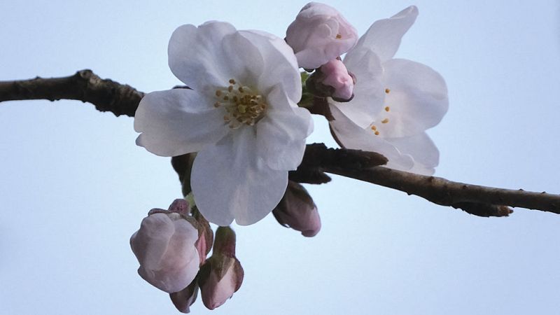 Cielos poco nubosos o despejados, con nubes altas en Andalucía, Ceuta y Melilla