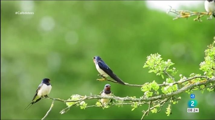 Cafè d'idees - Els ocells no van envair les ciutats durant el confinament