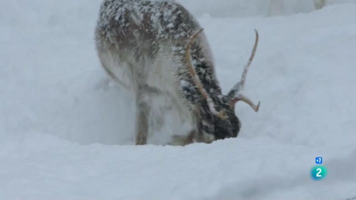 Som Documentals - El bosc infinit. Taigà