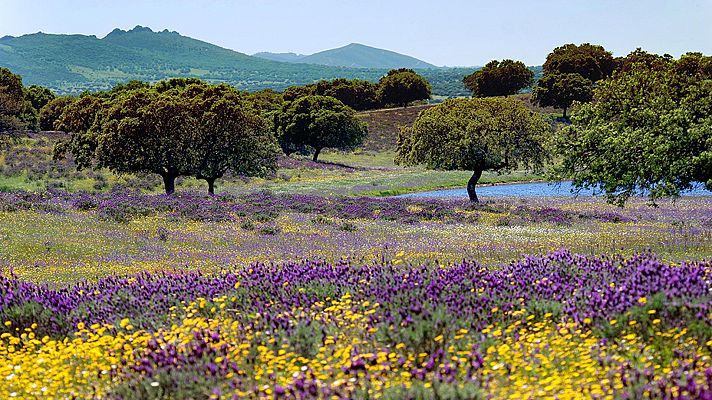 Iberia salvaje - Primavera