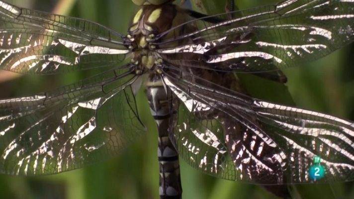 Especials en català - 'Llacs màgics'