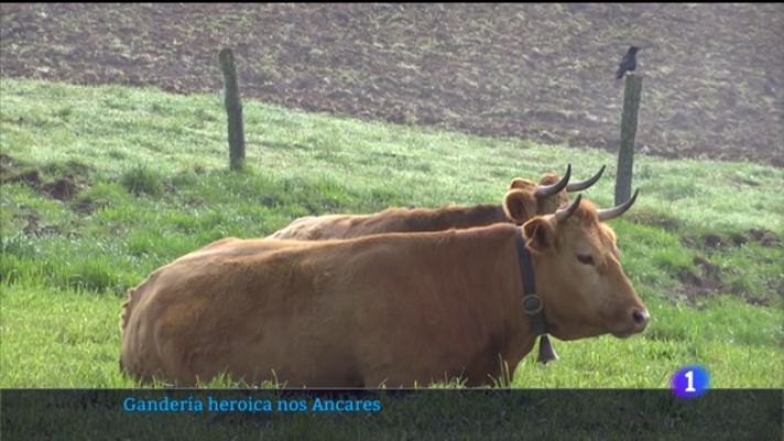 Telexornal - Galicia - Óliver Laxe filma a gandaría heróica dos Ancares