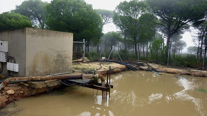 Telediario 1 - Arranca el juicio contra el robo de agua en el acuífero de Doñana