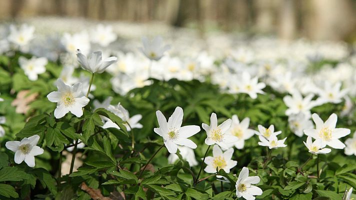 Somos Documentales - El poder de las plantas