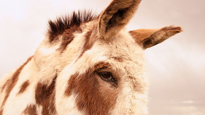 Aquí la Tierra - La protección del burro Pío