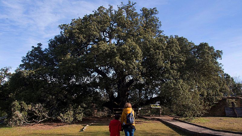 La carrasca milenaria de Lecina, en Huesca, Árbol Europeo del año