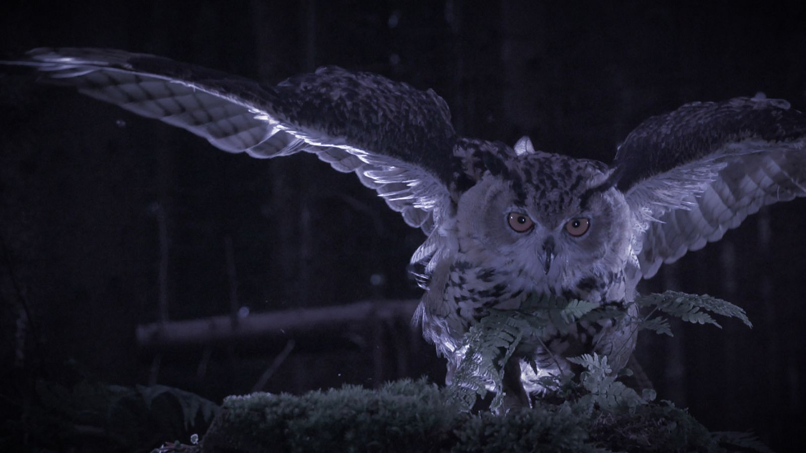 Los secretos de la noche - El campo - ver ahora