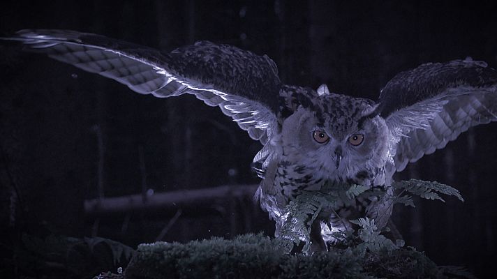 Los secretos de la noche - El campo