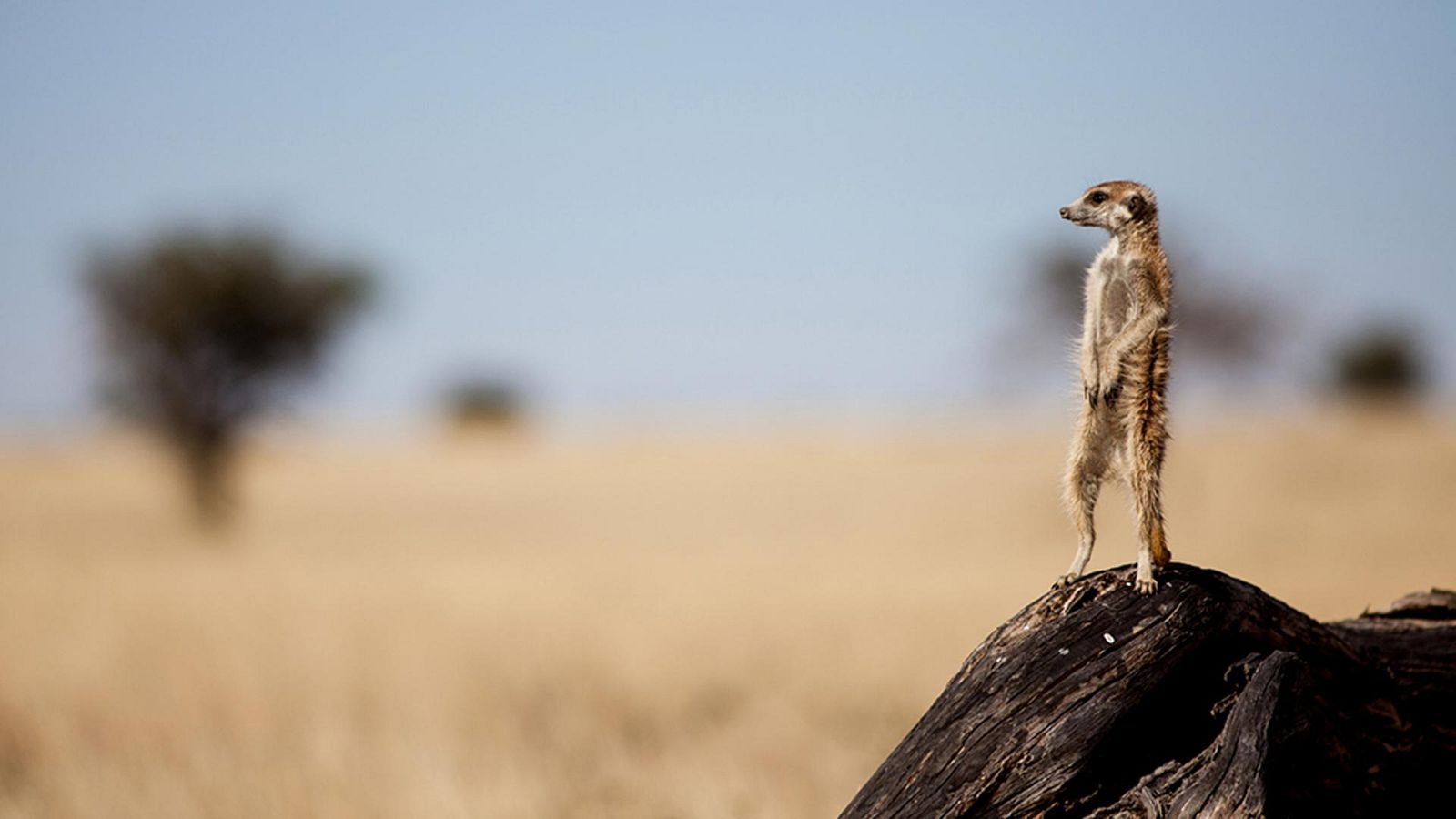 Grandes documentales - Pequeños asesinos - ver ahora