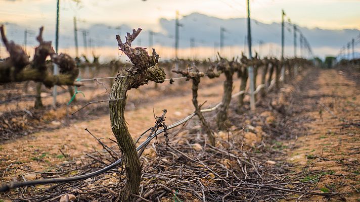 Aquí la Tierra - Érase una vez la repoblación de la vid en Valencia