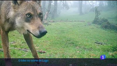 Defenden a convivencia do lobo e a gander�a