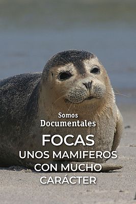Somos Documentales - Focas. Unos mamíferos con mucho carácter