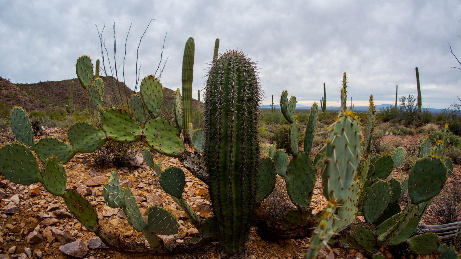 Grandes documentales - El desierto marino: Llegando al extremo - ver ahora