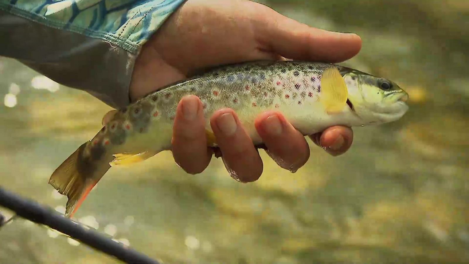 Jara y sedal - En las aguas del Argoza - ver ahora