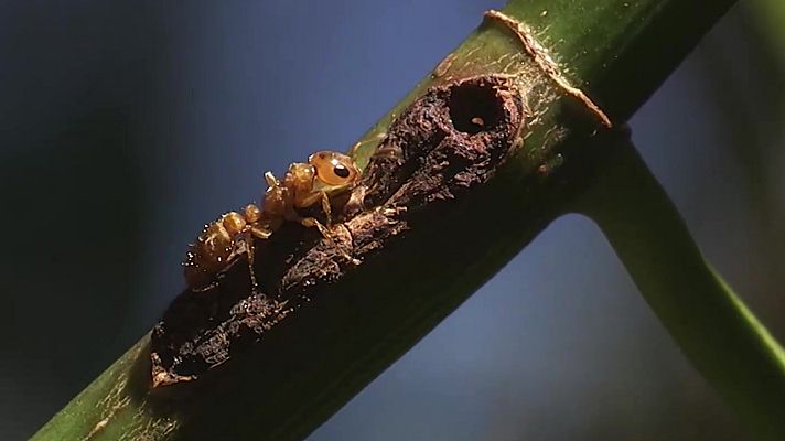 Los Image Catchers - Termitas por el mundo