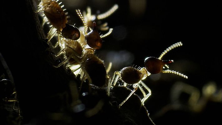 Los Image Catchers - Termitas por el mundo II