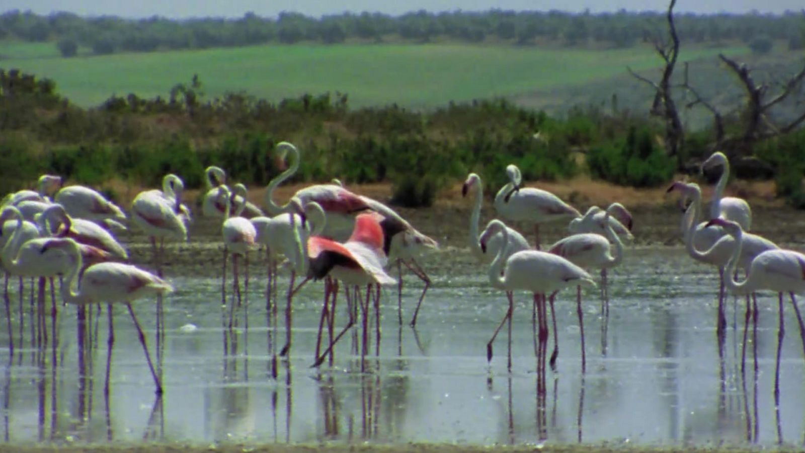 El hombre y la tierra (Fauna ibérica) - Los flamencos - ver ahora