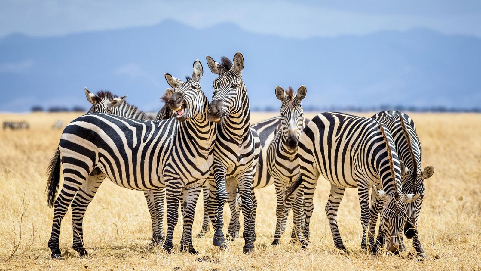 Grandes documentales - Salvaje y vivo: Un lugar de esperanza - ver ahora