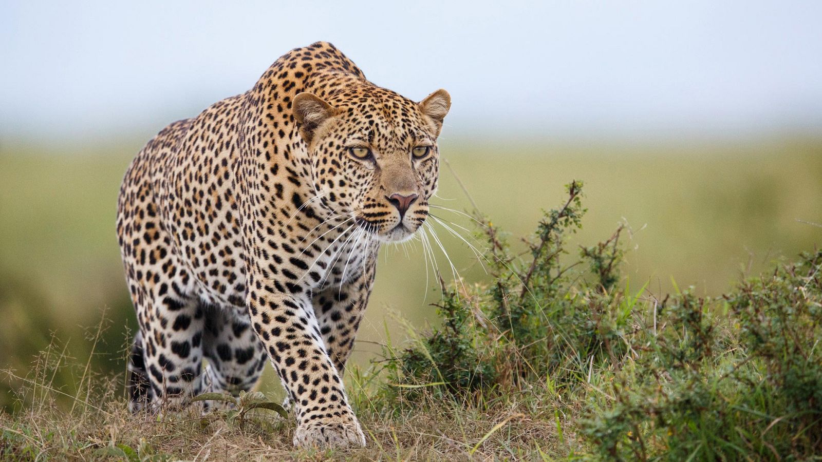 Grandes documentales - Salvaje y vivo: El festín de la temporada - ver ahora