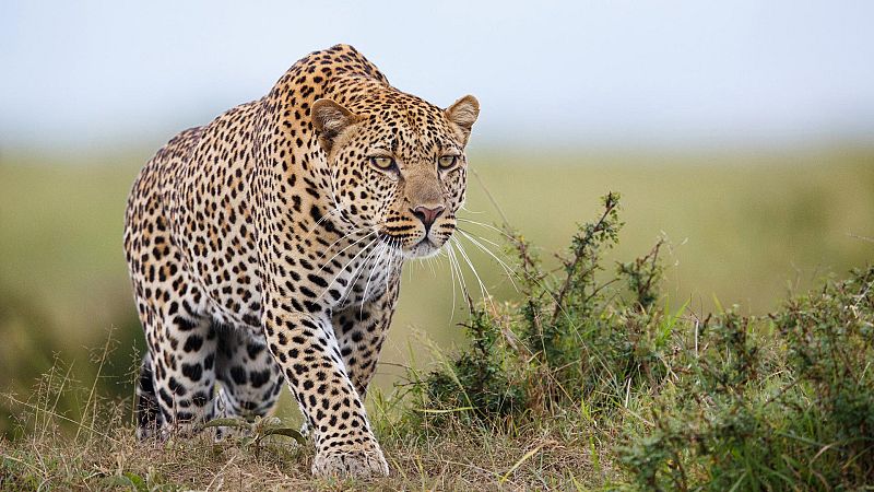 Grandes documentales - Salvaje y vivo: El festín de la temporada - ver ahora