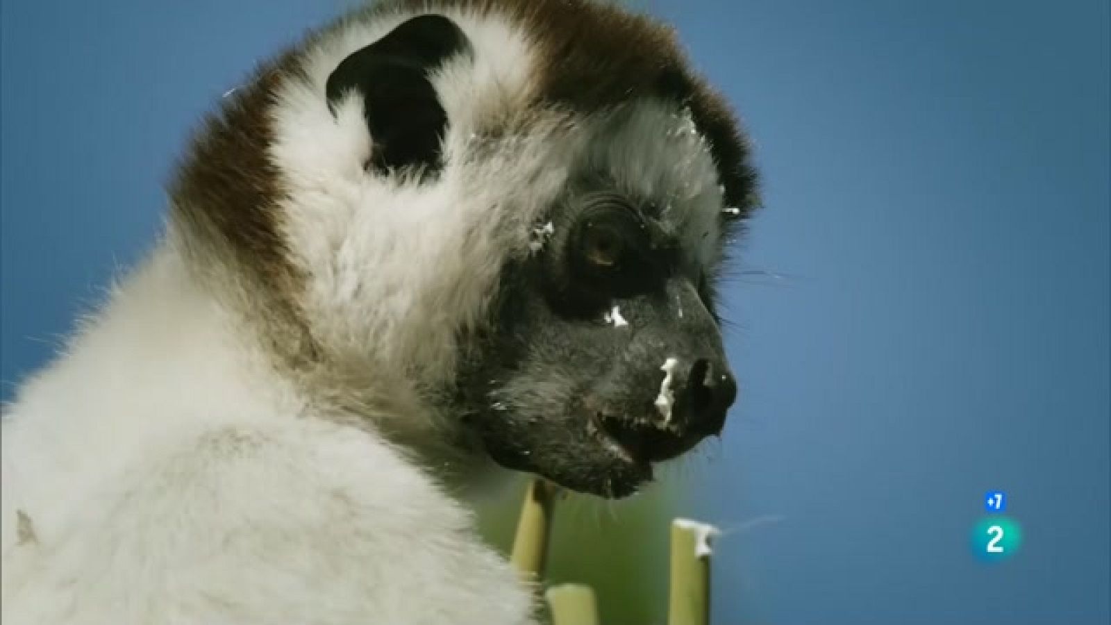 Grans Documentals - 'Un món d'espines'