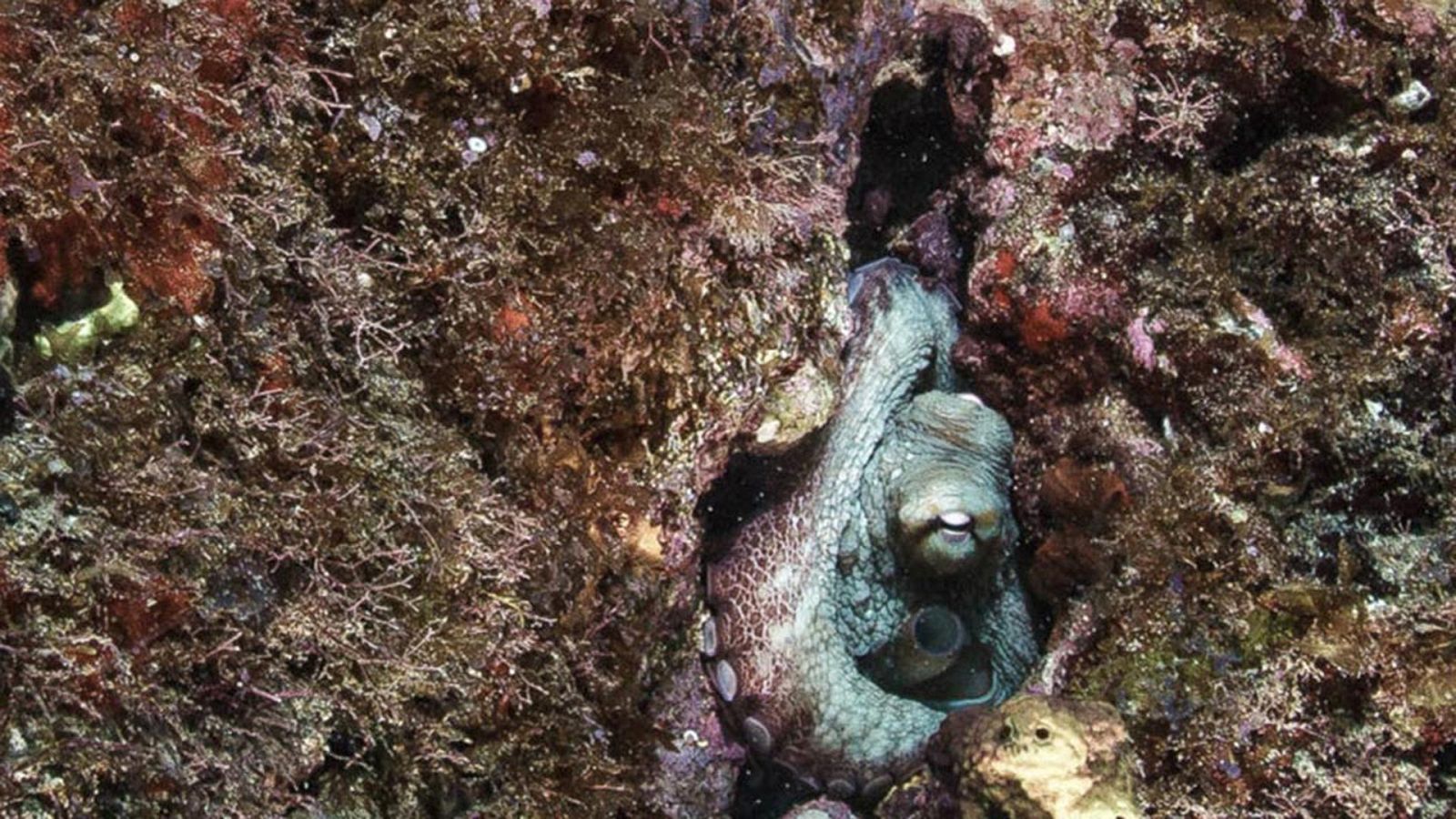 Grandes documentales - Los mayores talentos de la naturaleza: Los más listos - ver ahora