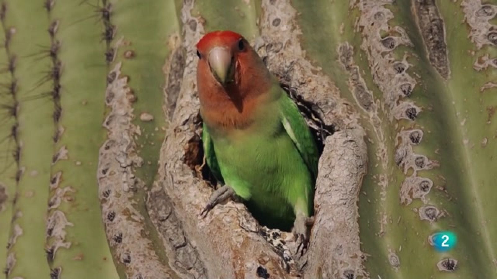 Grans Documentals - Els majors talents de la natura - Els més llestos