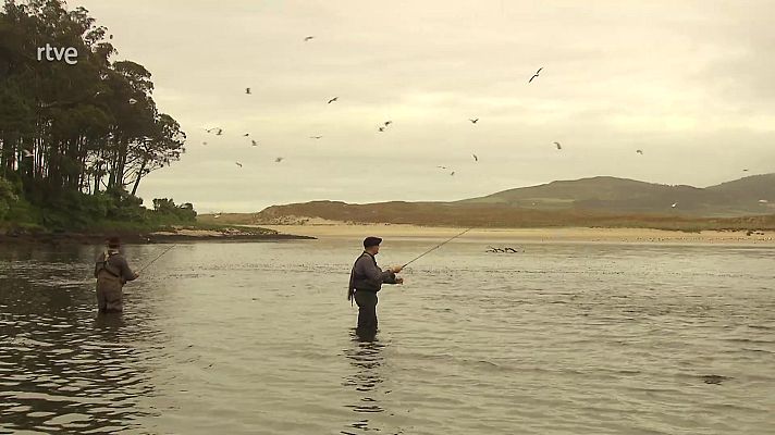 Jara y sedal - Múgiles en la Ría de Lires