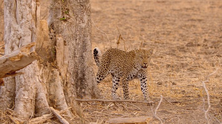 Grandes documentales - El viaje de la vida: legados vitales