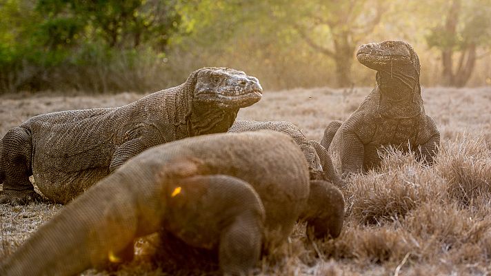 Indonesia salvaje - Tierra de dragones