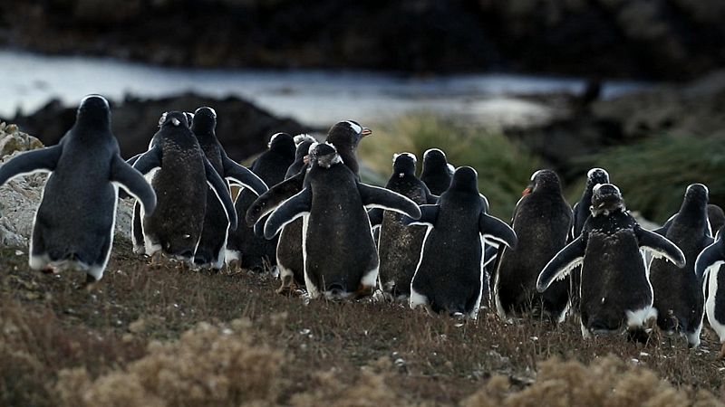 Somos documentales - El albatros y el pingüino. Una fábula austral - ver ahora