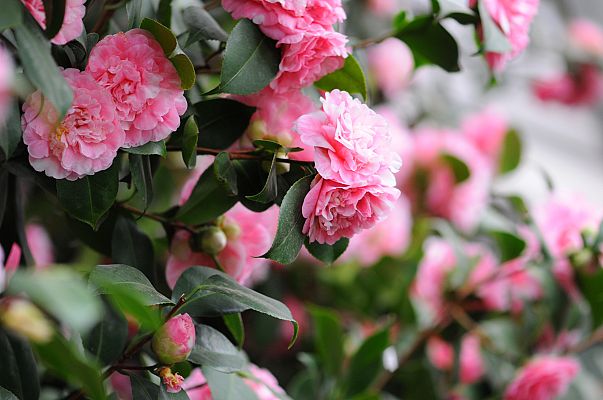 España Directo - Galicia florece: así es la camelia, una enigmática flor