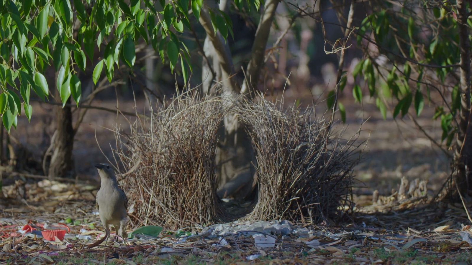 Somos documentales - Arquitectos de la naturaleza - ver ahora