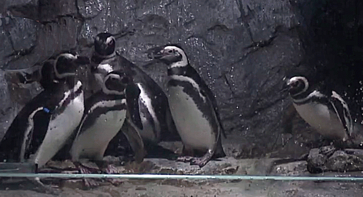 La aventura del Saber - ¿Qué derechos tienen los animales?